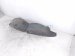 2017 Chevy Malibu Rear Passenger Inner Fender Liner 84188321 Replacement 2017 Chevy Malibu Rear Passenger Inner Fender Liner 84188321 Replacement thumbnail