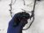 2024 Mercedes Eqb300 Front/rear Bumper Wire Harness 177 540 85 41 Replacement 2024 Mercedes Eqb300 Front/rear Bumper Wire Harness 177 540 85 41 Replacement thumbnail