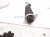2025 Acura Integra Strut / Spring / Rear Driver Shock Absorber 52611 T22 A01 Replacement 2025 Acura Integra Strut / Spring / Rear Driver Shock Absorber 52611 T22 A01 Replacement thumbnail