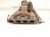 2023 Toyota Corollacs Exhaust Manifold 17141 24220 Replacement 2023 Toyota Corollacs Exhaust Manifold 17141 24220 Replacement thumbnail