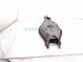2022 Honda Civic Rear Passenger Spring Seat Lower Control Arm 52350 T20 A00 Replacement 2022 Honda Civic Rear Passenger Spring Seat Lower Control Arm 52350 T20 A00 Replacement thumbnail