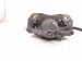 2022 Honda Civic Front Driver Brake Caliper 45019 T20 A10 Replacement 2022 Honda Civic Front Driver Brake Caliper 45019 T20 A10 Replacement thumbnail