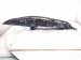 2024 Acura Integra Light / Rear Passenger Tail Lamp (on Body) 33500 3S5 A01 Replacement 2024 Acura Integra Light / Rear Passenger Tail Lamp (on Body) 33500 3S5 A01 Replacement thumbnail