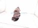 2021 Acura ILX Exhaust Manifold 2.4l Fed 18180 R4H A10 Replacement 2021 Acura ILX Exhaust Manifold 2.4l Fed 18180 R4H A10 Replacement thumbnail