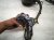 2024 Hyundai Sonata Engine Room Wiring Harness 2.5l Fwd 91831 3L150 Replacement 2024 Hyundai Sonata Engine Room Wiring Harness 2.5l Fwd 91831 3L150 Replacement thumbnail