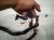2025 Toyota Tacoma Dash Instrument Wire Harness 4x4 82141 AK141A Replacement 2025 Toyota Tacoma Dash Instrument Wire Harness 4x4 82141 AK141A Replacement thumbnail