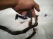 2025 Toyota Tacoma Dash Instrument Wire Harness 4x4 82141 AK141A Replacement 2025 Toyota Tacoma Dash Instrument Wire Harness 4x4 82141 AK141A Replacement thumbnail