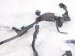 2018 Honda Civic Transmission Wire Harness 1.5t At 28150 5CG A10 Replacement 2018 Honda Civic Transmission Wire Harness 1.5t At 28150 5CG A10 Replacement thumbnail
