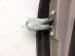 2021 Chevy Blazer Front Passenger Door Grey No Mirror/trim 84627498 Replacement 2021 Chevy Blazer Front Passenger Door Grey No Mirror/trim 84627498 Replacement thumbnail