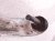 2024 Honda Pilot Front Driver Lower Control Arm 51360 T90 A51 Replacement 2024 Honda Pilot Front Driver Lower Control Arm 51360 T90 A51 Replacement thumbnail