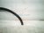 2019 Toyota C HR Front Passenger Wheel Opening Molding Black 75601 10010 Replacement 2019 Toyota C HR Front Passenger Wheel Opening Molding Black 75601 10010 Replacement thumbnail