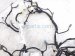 2024 Acura Integra Dash Instrument Wire Harness Types 32117 31M A00 Replacement 2024 Acura Integra Dash Instrument Wire Harness Types 32117 31M A00 Replacement thumbnail