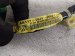 2023 Honda Ridgeline Instrument Panel Harness 3.5l Awd 32117 T6Z AK0 Replacement 2023 Honda Ridgeline Instrument Panel Harness 3.5l Awd 32117 T6Z AK0 Replacement thumbnail