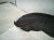 2021 Nissan Rogue Rear Driver Inner Fender Liner 76749 6RR0B Replacement 2021 Nissan Rogue Rear Driver Inner Fender Liner 76749 6RR0B Replacement thumbnail