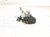 2025 Honda Civic Hood Lock / Latch Assy 74120 T20 A01 Replacement 2025 Honda Civic Hood Lock / Latch Assy 74120 T20 A01 Replacement thumbnail