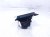 2024 Honda Pilot Drive Mode / Parking Brake Switch 35355 TTA J01 Replacement 2024 Honda Pilot Drive Mode / Parking Brake Switch 35355 TTA J01 Replacement thumbnail