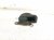 2020 Honda Pilot Low Note Horn Driver 38100 TZ5 A11 Replacement 2020 Honda Pilot Low Note Horn Driver 38100 TZ5 A11 Replacement thumbnail