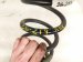 2023 Toyota Corollacs Strut / / Shock Absorber Rear Passenger Coil Spring Awd 48231 0A270 Replacement 2023 Toyota Corollacs Strut / / Shock Absorber Rear Passenger Coil Spring Awd 48231 0A270 Replacement thumbnail