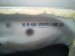 2021 Acura ILX Rear Passenger Door White No Inside Trim 67510 TX6 A81ZZ Replacement 2021 Acura ILX Rear Passenger Door White No Inside Trim 67510 TX6 A81ZZ Replacement thumbnail