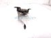2023 Honda HR V Hood Latch Assy W/sensor 74120 3W0 A01 Replacement 2023 Honda HR V Hood Latch Assy W/sensor 74120 3W0 A01 Replacement thumbnail