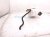 2022 Toyota Sienna Coolant Overflow Reservoir Tank 16470 0P130 Replacement 2022 Toyota Sienna Coolant Overflow Reservoir Tank 16470 0P130 Replacement thumbnail