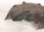 2018 Honda Odyssey Rear Passenger Inner Fender Liner 74551 THR A00 Replacement 2018 Honda Odyssey Rear Passenger Inner Fender Liner 74551 THR A00 Replacement thumbnail