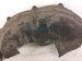 2018 Honda Odyssey Rear Passenger Inner Fender Liner 74551 THR A00 Replacement 2018 Honda Odyssey Rear Passenger Inner Fender Liner 74551 THR A00 Replacement thumbnail