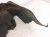 2021 Lexus Is300 Rear Driver Inner Fender Liner 65638 53050 Replacement 2021 Lexus Is300 Rear Driver Inner Fender Liner 65638 53050 Replacement thumbnail