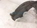 2019 Honda Civic Front Passenger Inner Fender Liner 74101 TGG A50 Replacement 2019 Honda Civic Front Passenger Inner Fender Liner 74101 TGG A50 Replacement thumbnail
