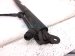 2022 Toyota Sienna Rear Tail Window Regulator Passenger Power Liftgate Strut Actuator 68950 08050 Replacement 2022 Toyota Sienna Rear Tail Window Regulator Passenger Power Liftgate Strut Actuator 68950 08050 Replacement thumbnail