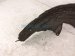 2024 Toyota Rav 4 Rear Driver Inner Fender Liner 65638 0R020 Replacement 2024 Toyota Rav 4 Rear Driver Inner Fender Liner 65638 0R020 Replacement thumbnail