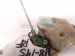 2001 Nissan Frontier Front Passenger Door Lock Actuator 80552 9Z400 Replacement 2001 Nissan Frontier Front Passenger Door Lock Actuator 80552 9Z400 Replacement thumbnail
