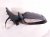 2021 Toyota C HR Rear Passenger Side View Mirror Missing Cover 87910 F4062 Replacement 2021 Toyota C HR Rear Passenger Side View Mirror Missing Cover 87910 F4062 Replacement thumbnail