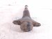 2021 Toyota C HR Strut / Spring / Rear Passenger Shock Absorber 48750 12050 Replacement 2021 Toyota C HR Strut / Spring / Rear Passenger Shock Absorber 48750 12050 Replacement thumbnail