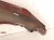 2021 Honda CR V Front Driver Fender Red 60261 TLA A00ZZ Replacement 2021 Honda CR V Front Driver Fender Red 60261 TLA A00ZZ Replacement thumbnail