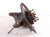 2022 Subaru Ascent Axle Stub Rear Passenger Spindle Knuckle Hub 28411XC00A Replacement 2022 Subaru Ascent Axle Stub Rear Passenger Spindle Knuckle Hub 28411XC00A Replacement thumbnail