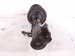 2022 Subaru Ascent Front Passenger Strut Absorber + Spring 20310XC03E Replacement 2022 Subaru Ascent Front Passenger Strut Absorber + Spring 20310XC03E Replacement thumbnail