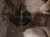 2019 Toyota Tacoma Front Passenger 17in 6spk Wheel / Rim THIS Replacement 2019 Toyota Tacoma Front Passenger 17in 6spk Wheel / Rim THIS Replacement thumbnail