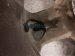 2019 Toyota Tacoma Front Passenger 17in 6spk Wheel / Rim THIS Replacement 2019 Toyota Tacoma Front Passenger 17in 6spk Wheel / Rim THIS Replacement thumbnail