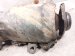 2024 Toyota Tacoma Catalytic Converter 2.4t 4x4 17400 F0040 Replacement 2024 Toyota Tacoma Catalytic Converter 2.4t 4x4 17400 F0040 Replacement thumbnail