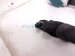 2025 Kia Carnival Rear Passenger Seat Belt Assy D.brown 89820 R0500OFB Replacement 2025 Kia Carnival Rear Passenger Seat Belt Assy D.brown 89820 R0500OFB Replacement thumbnail