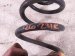 2018 BMW X5 Strut / / Shock Absorber Rear Passenger Coil Spring Only 33 53 6 779 864 Replacement 2018 BMW X5 Strut / / Shock Absorber Rear Passenger Coil Spring Only 33 53 6 779 864 Replacement thumbnail