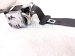 2026 Toyota Camry Rear Passenger Seat Belt Retractor Black 73360 AQ010 C0 Replacement 2026 Toyota Camry Rear Passenger Seat Belt Retractor Black 73360 AQ010 C0 Replacement thumbnail