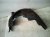 2011 BMW 750li Rear Driver Inner Fender Liner 51 71 7 185 269 Replacement 2011 BMW 750li Rear Driver Inner Fender Liner 51 71 7 185 269 Replacement thumbnail