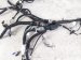 2023 Toyota Corollacs Dash Instrument Wire Harness Awd 82141 0AA20 Replacement 2023 Toyota Corollacs Dash Instrument Wire Harness Awd 82141 0AA20 Replacement thumbnail