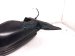 2019 Honda Civic Rear Driver Side View Mirror Grey *carbon 76258 TGG A12 Replacement 2019 Honda Civic Rear Driver Side View Mirror Grey *carbon 76258 TGG A12 Replacement thumbnail