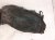 2022 Chevy Tahoe Front Driver Inner Fender Liner 84856823 Replacement 2022 Chevy Tahoe Front Driver Inner Fender Liner 84856823 Replacement thumbnail