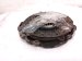 2024 Acura Integra Clutch Pressure Plate + Disc Type S 22200 65W 003 Replacement 2024 Acura Integra Clutch Pressure Plate + Disc Type S 22200 65W 003 Replacement thumbnail