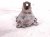 2006 Honda S2000 Engine/motor Driver Engine Mount Bracket 2.0l 50825 S2A 000 Replacement 2006 Honda S2000 Engine/motor Driver Engine Mount Bracket 2.0l 50825 S2A 000 Replacement thumbnail