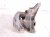 2018 Honda Accord Engine/motor Transmission Mount 2.0t 50850 TVC A33 Replacement 2018 Honda Accord Engine/motor Transmission Mount 2.0t 50850 TVC A33 Replacement thumbnail